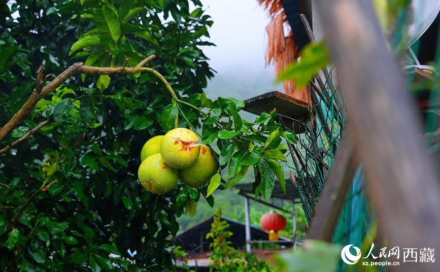 墨脫縣德興鄉(xiāng)德興村庭院果樹(shù)飄香。