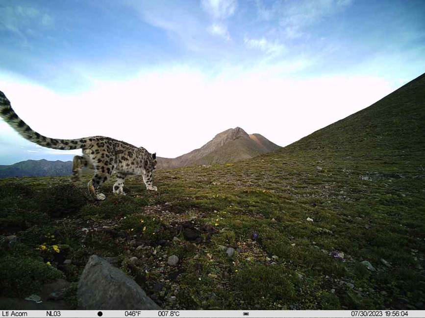雪豹影像。山水自然保護(hù)中心供圖