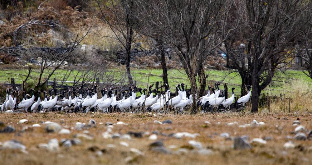 黑頸鶴在濕地上閑庭信步。索多攝