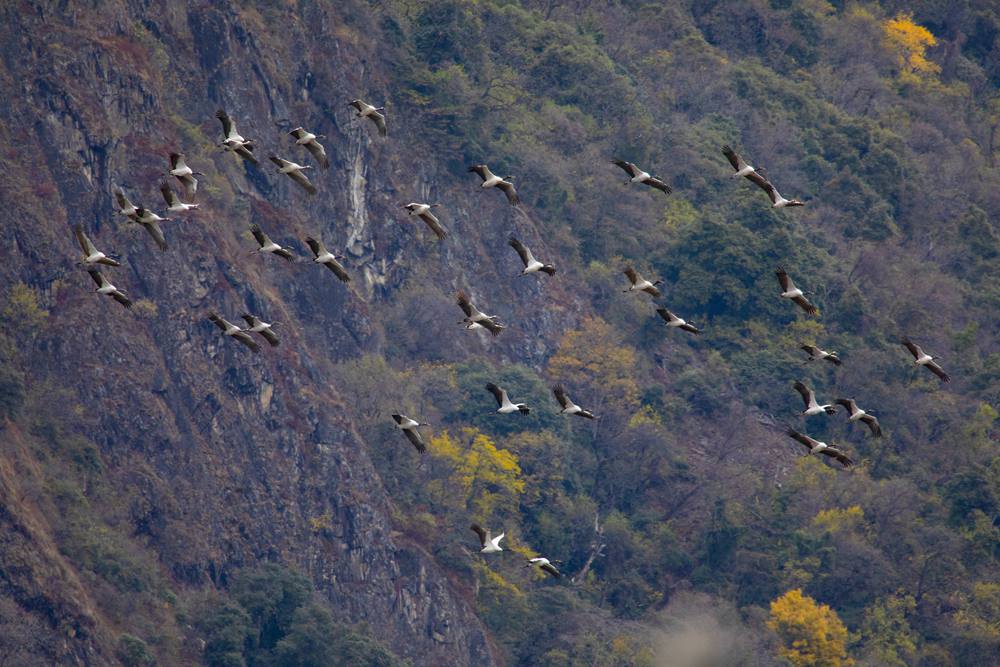 黑頸鶴蹁躚起舞美如畫。索多攝