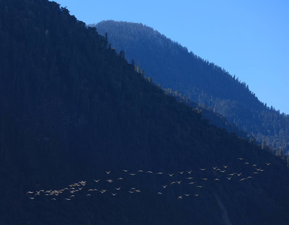 黑頸鶴在天空中自由翱翔。益西旦增攝