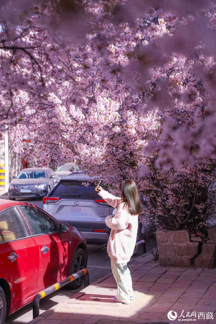 桃林下，拉薩市民游客樂享春光。人民網(wǎng)記者 次仁羅布攝