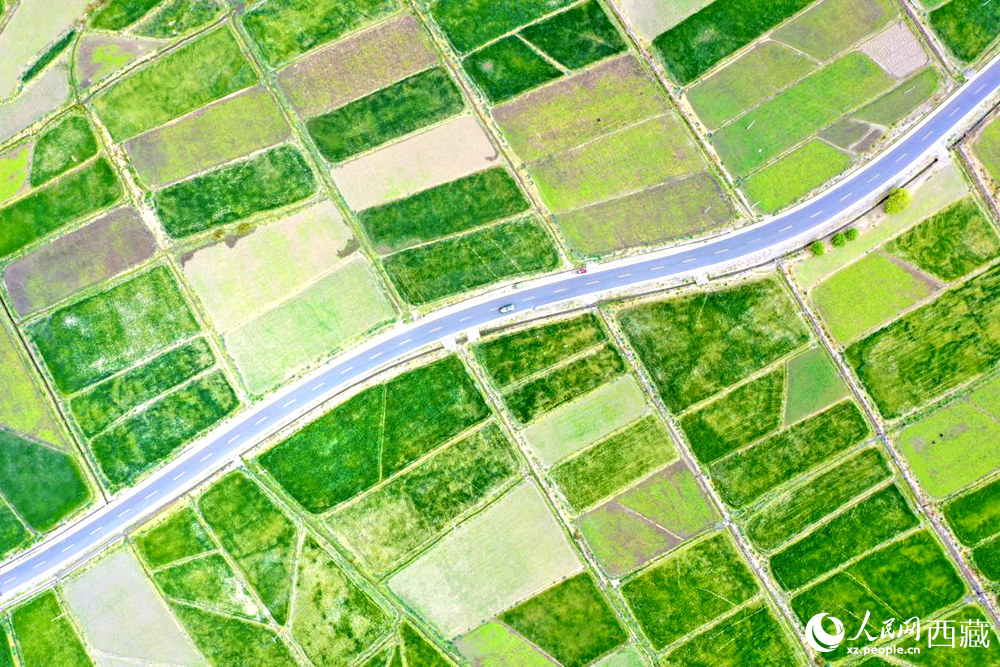 無(wú)人機(jī)視角下的西藏山南市瓊結(jié)農(nóng)田。人民網(wǎng)記者 次仁羅布攝
