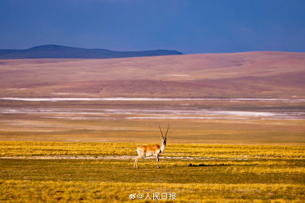 可愛壁紙上新！藏羚羊就是高原上的精靈吧