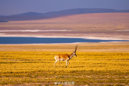 可愛壁紙上新！藏羚羊就是高原上的精靈吧