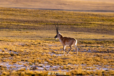 可愛壁紙上新！藏羚羊就是高原上的精靈吧