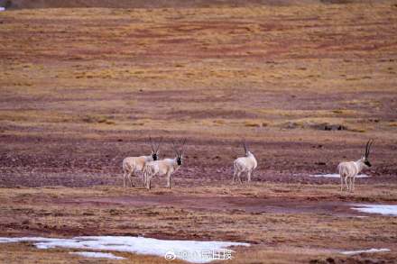 可愛壁紙上新！藏羚羊就是高原上的精靈吧