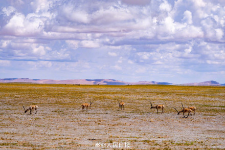 可愛壁紙上新！藏羚羊就是高原上的精靈吧