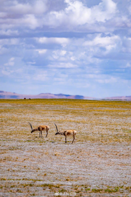 可愛壁紙上新！藏羚羊就是高原上的精靈吧