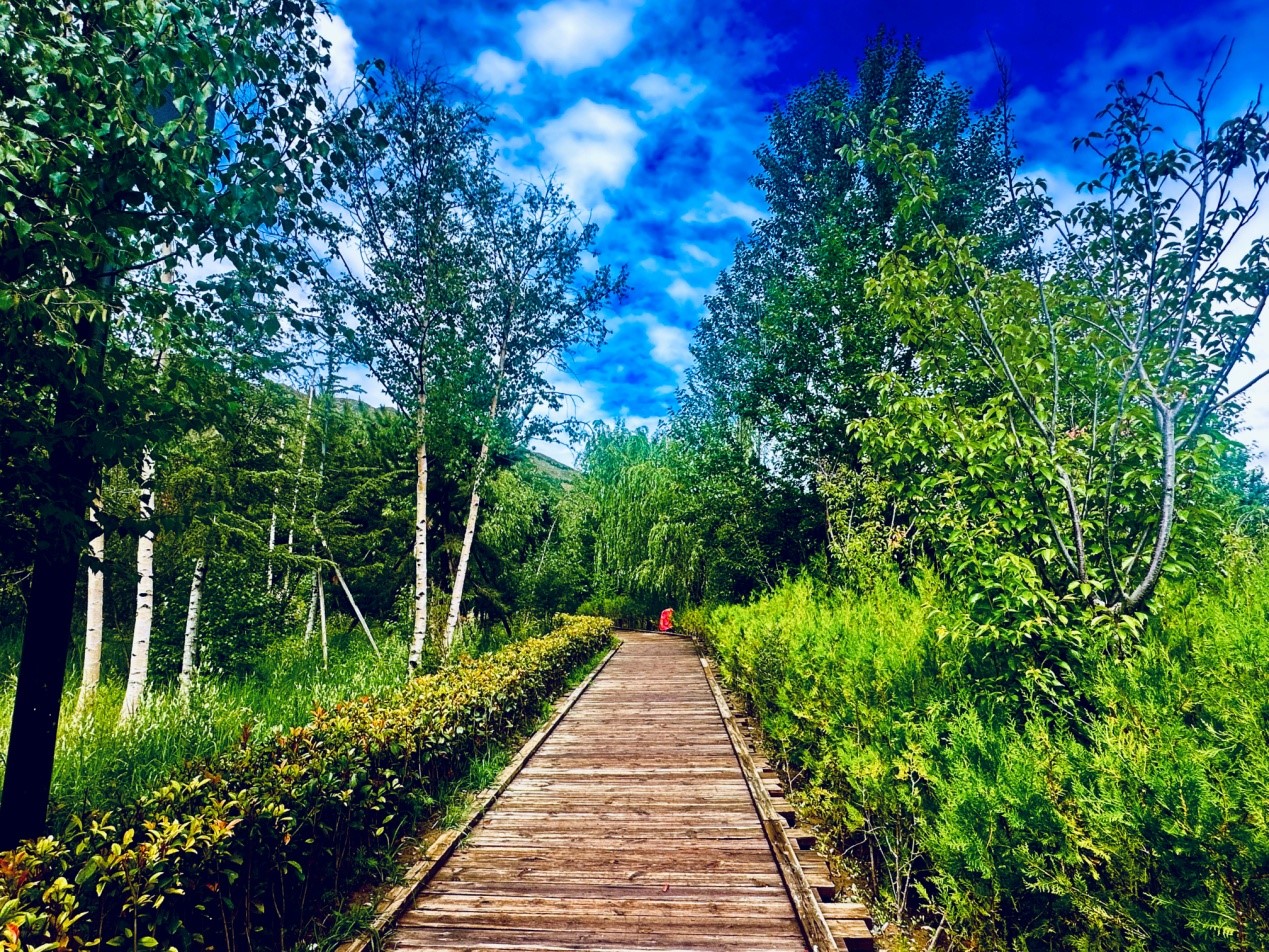 郁郁蔥蔥的南山公園。人民網(wǎng)記者 益西康珠攝