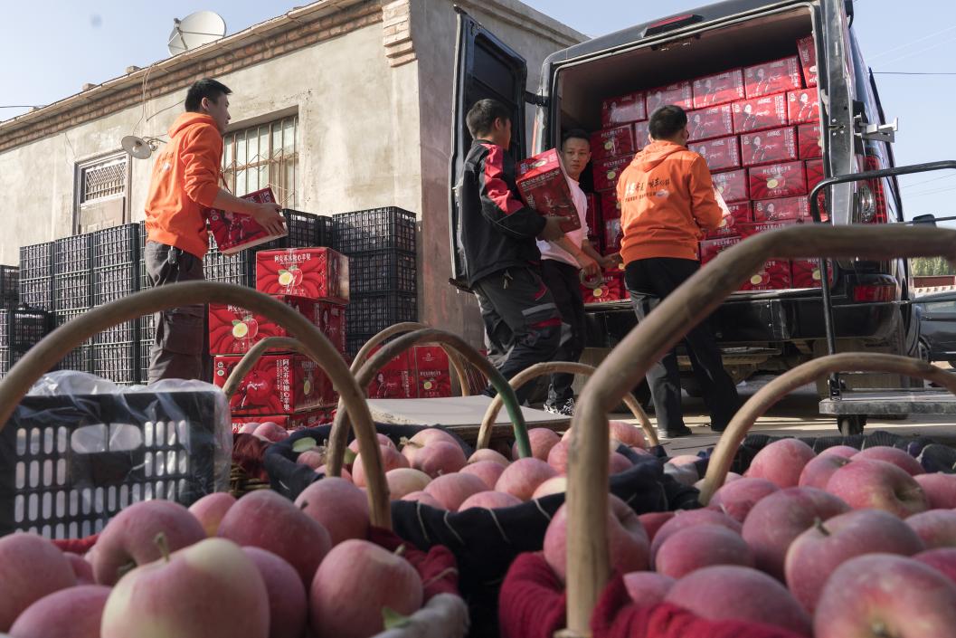 西部冰糖心蘋果，乘著商流上行。劉浩攝