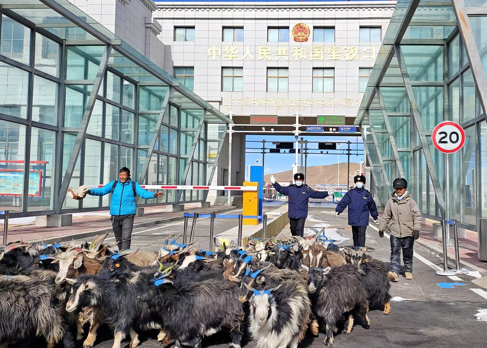 海關(guān)關(guān)員監(jiān)管驗(yàn)放出口活羊。次旺久美攝