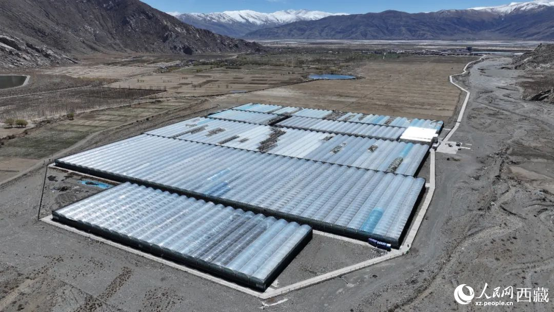 戈壁田園全景。次仁龍布攝