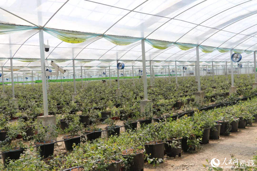 戈壁田園藍(lán)莓工業(yè)化種植基地。次仁龍布攝