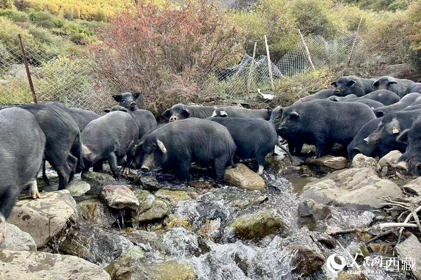 高山放養(yǎng)的藏香豬。人民網(wǎng)記者 次仁羅布攝