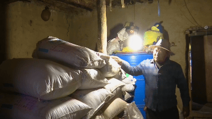 青稞“蛻變”，牦?！俺鋈Α保】次鞑剞r(nóng)牧民的“十四五”豐收答卷