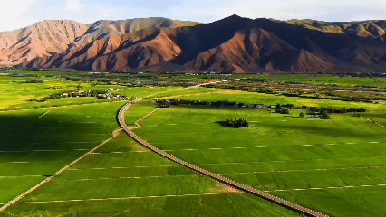 青稞“蛻變”，牦?！俺鋈Α保】次鞑剞r(nóng)牧民的“十四五”豐收答卷