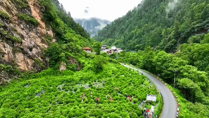 青稞“蛻變”，牦?！俺鋈Α?！看西藏農(nóng)牧民的“十四五”豐收答卷