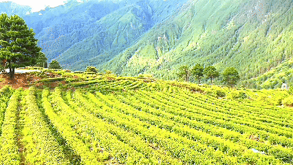 青稞“蛻變”，牦?！俺鋈Α?！看西藏農(nóng)牧民的“十四五”豐收答卷