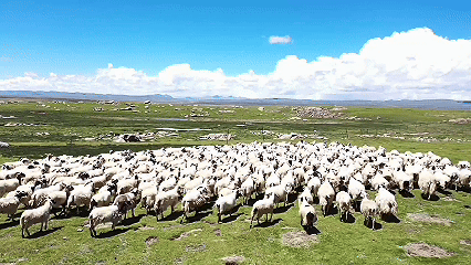 青稞“蛻變”，牦?！俺鋈Α?！看西藏農(nóng)牧民的“十四五”豐收答卷