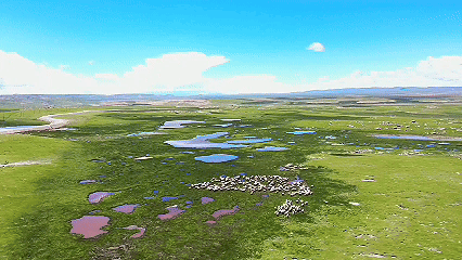 青稞“蛻變”，牦?！俺鋈Α?！看西藏農(nóng)牧民的“十四五”豐收答卷