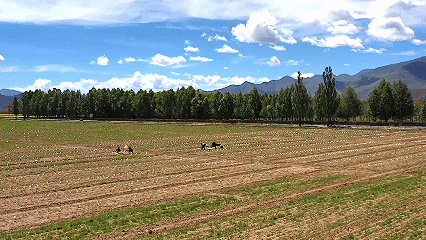青稞“蛻變”，牦牛“出圈”！看西藏農(nóng)牧民的“十四五”豐收答卷