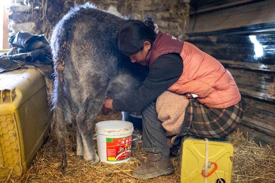 次仁普尺正在擠牛奶。人民網(wǎng)記者 翁奇羽攝