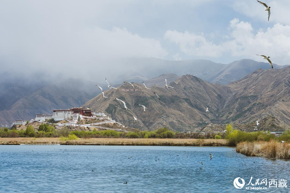 拉魯濕地呈現(xiàn)一幅流動(dòng)的國(guó)風(fēng)畫(huà)卷。曹曦元攝