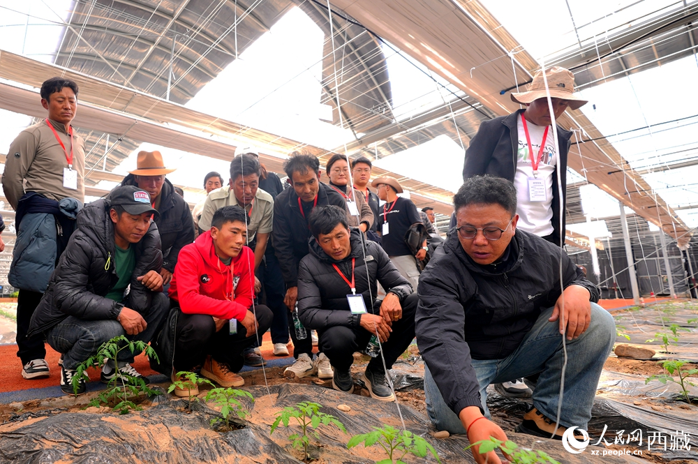 農(nóng)業(yè)專家蹲在田壟間，為圍攏過來(lái)的科技專干和基層農(nóng)技人員現(xiàn)場(chǎng)講解定植要點(diǎn)。人民網(wǎng)記者 吳雨仁攝
