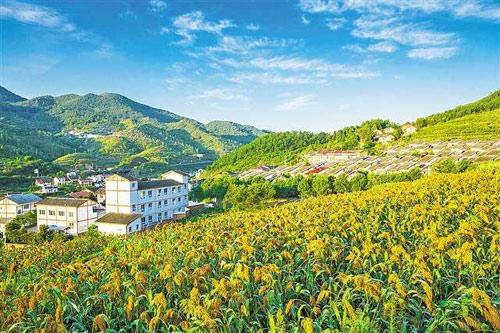 【理上網(wǎng)來o輝煌十九大】鄉(xiāng)村振興戰(zhàn)略：更綜合、全面、系統(tǒng)的發(fā)展戰(zhàn)略