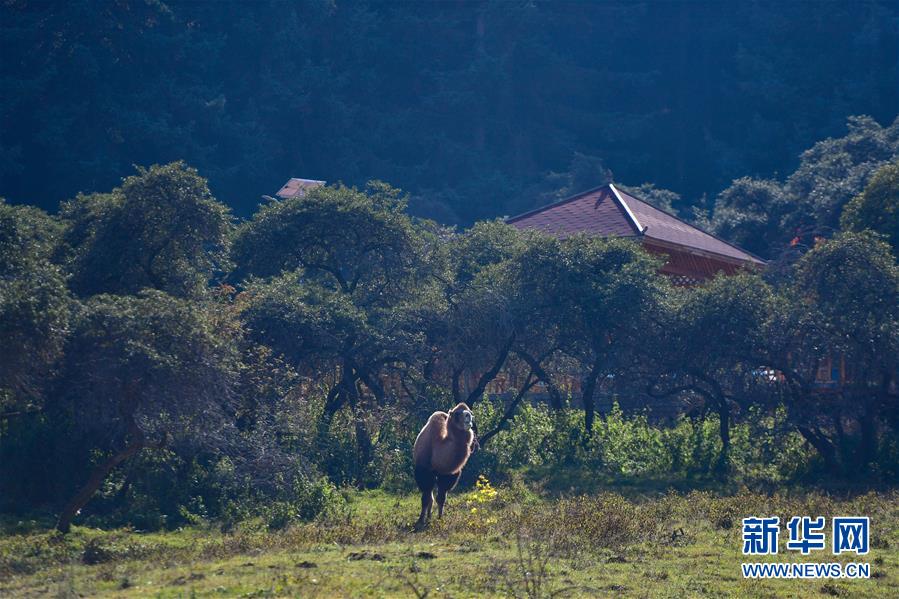 （全面建成小康社會“百城千縣萬村調研行”·圖文互動）（8）青?？柎澹骸肮夤鞔濉钡娜A麗轉身