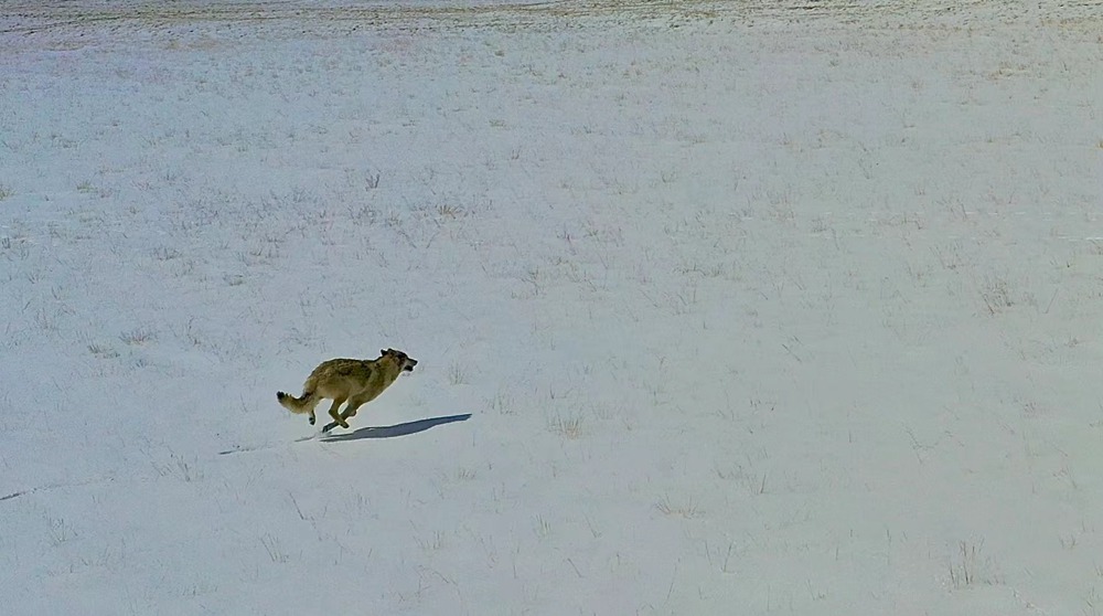 雪地里疾馳的阿里“狼”。