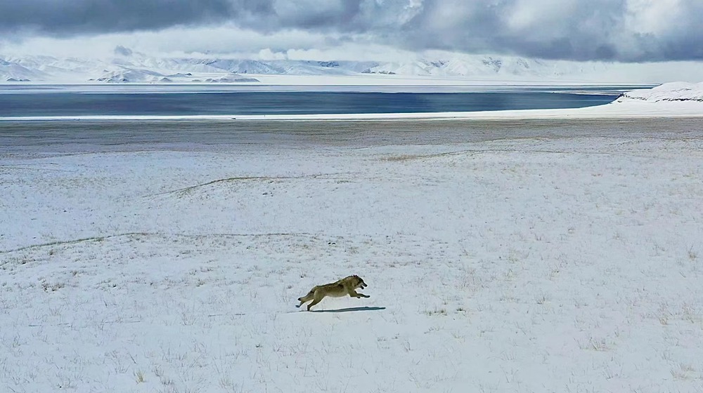 雪地里疾馳的阿里“狼”。