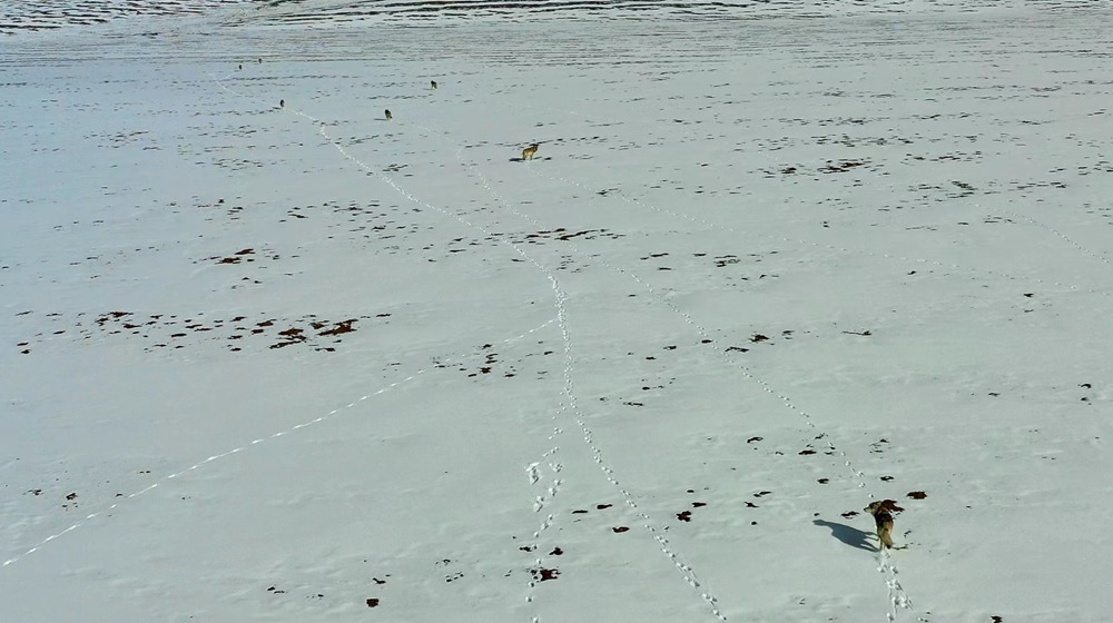 天地一色，狼群在雪地里不斷地向前奔跑。