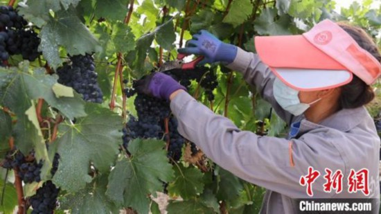 圖為當(dāng)?shù)卮迕癫烧咸??！∩侥仙Ｈ湛h委宣傳部提供