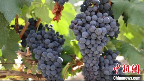 圖為桑日縣種植的葡萄?！∩侥仙Ｈ湛h委宣傳部提供
