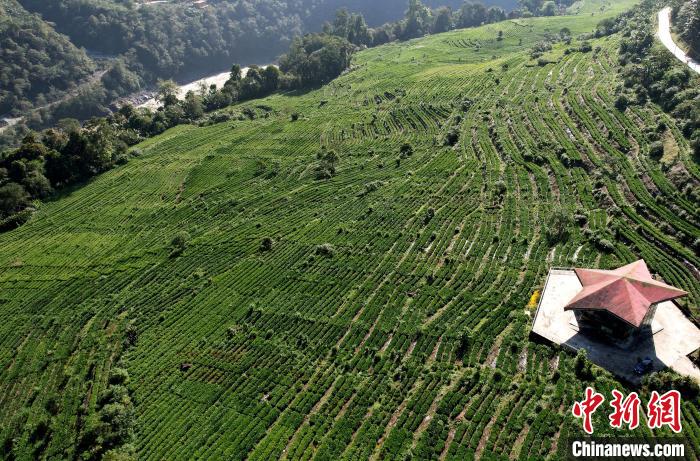 圖為西藏林芝市墨脫縣果果塘大拐彎附近的茶田。(無人機照片) 李林 攝