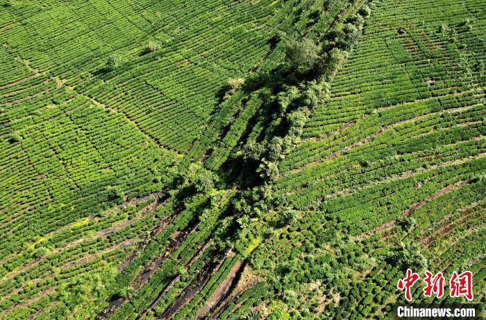圖為西藏林芝市墨脫縣果果塘大拐彎附近的茶田。(無人機照片) 李林 攝
