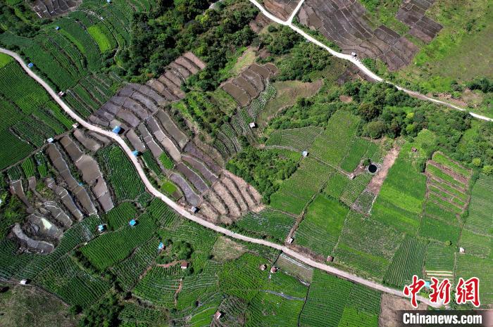 圖為西藏林芝市墨脫縣城附近的茶田。(無人機照片) 李林 攝