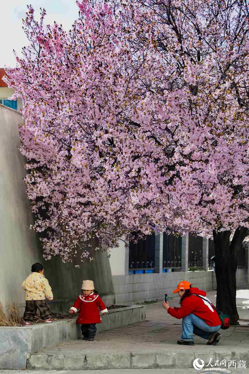 桃林下，拉薩市民游客樂享春光。人民網(wǎng)記者 次仁羅布攝