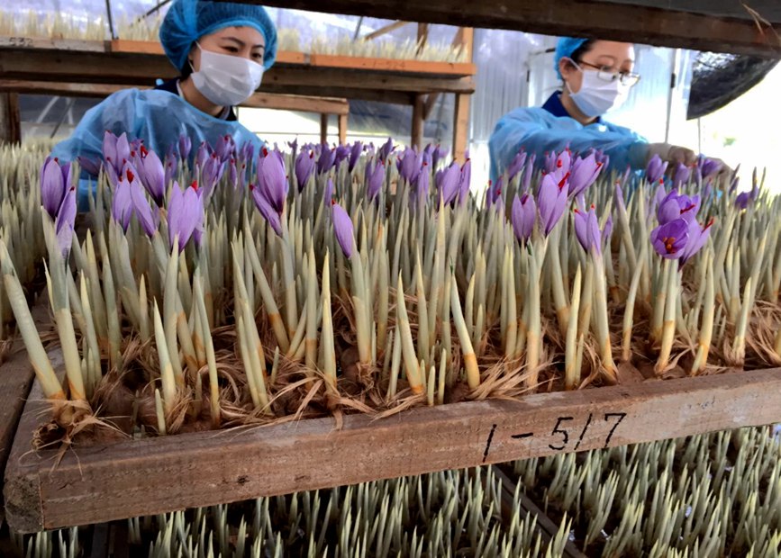 林芝天旺農牧產品有限公司藏紅花種植基地工作人員采摘藏紅花。趙新民攝