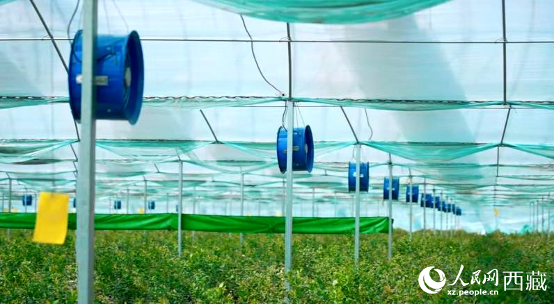 藍莓種植的智能溫室場景。羅雨欣攝