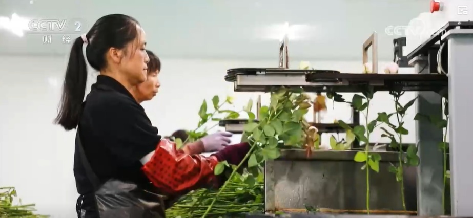 云南姚安：七夕“浪漫經濟”升溫 日均百萬枝玫瑰供應市場