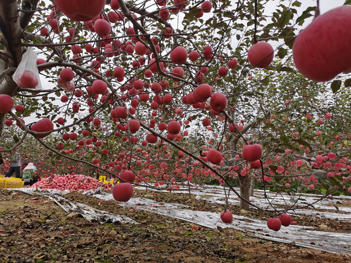 延安蘋果。來源：柳林鎮(zhèn)果技站供圖。