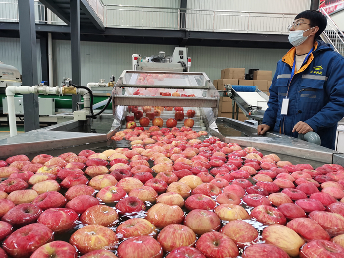 智能選果線清洗。來源：柳林鎮(zhèn)果技站供圖。