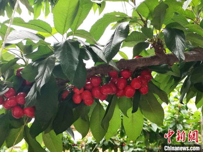 陜西省子長(zhǎng)市盛宇現(xiàn)代農(nóng)業(yè)示范園內(nèi)，櫻桃鮮艷欲滴。<a target='_blank'  ><p  align=