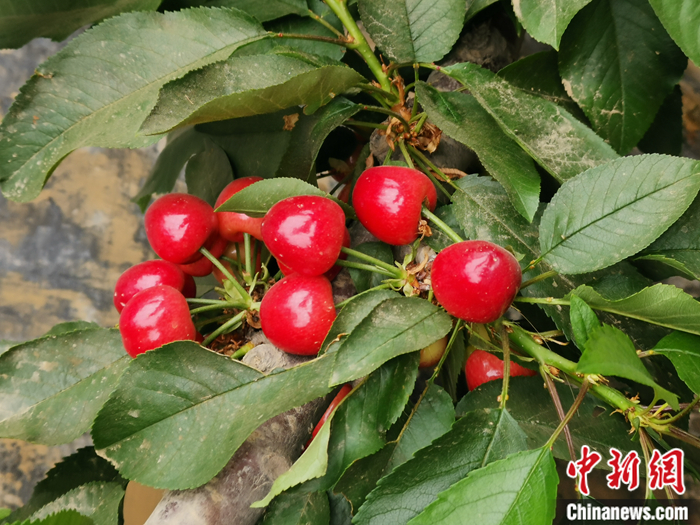 陜西省子長(zhǎng)市盛宇現(xiàn)代農(nóng)業(yè)園區(qū)內(nèi)，櫻桃鮮艷欲滴。<a target='_blank'  ><p  align=