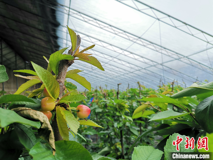 陜西省子長(zhǎng)市盛宇現(xiàn)代農(nóng)業(yè)示范園櫻桃園區(qū)。<a target='_blank'  ><p  align=