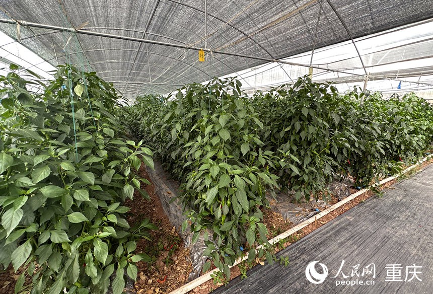 侶俸“巴岳農(nóng)莊”設(shè)施蔬菜科技園內(nèi)作物長勢良好。人民網(wǎng)記者 劉政寧攝